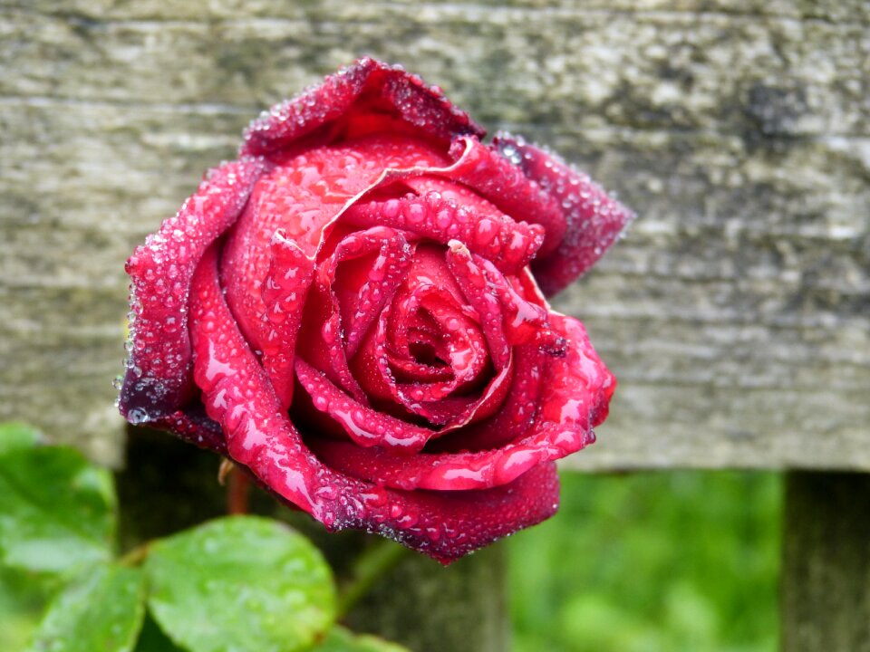 Rain love flower