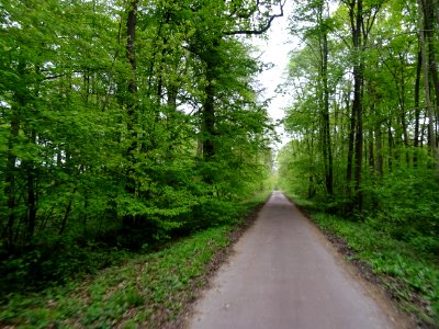 Piste cyclable à travers la forêt Domaniale de l'Isle-Adam… 