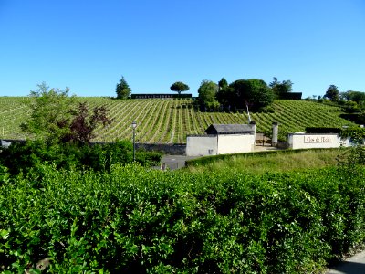 Vignoble du Chinonais, Couly-Dutheil, à l'entrée de Chin… 