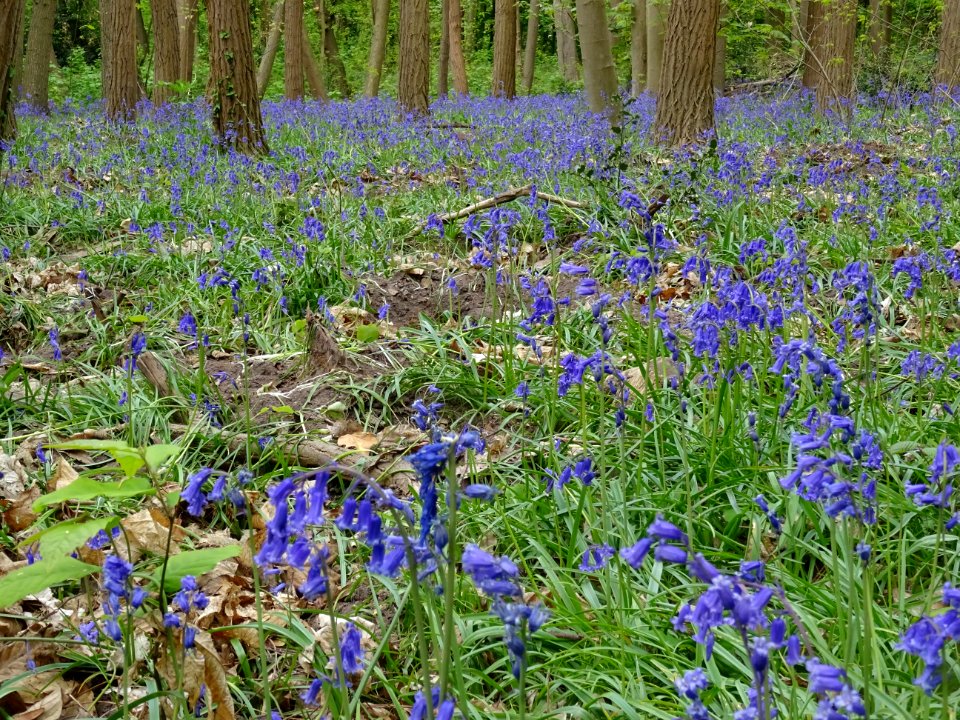 Parterre de Jacinthe des bois ou Jacinthe sauvage, Hyacint… 