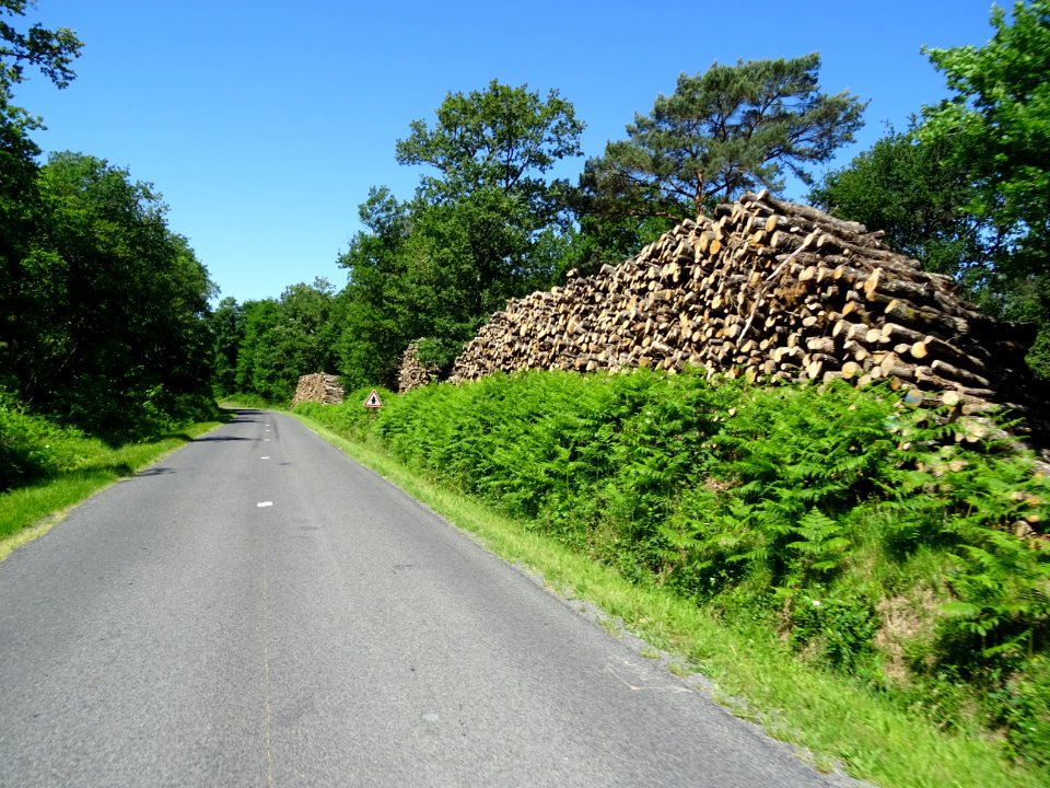 Tas de grumes et fougères vert tendre en bord de route 