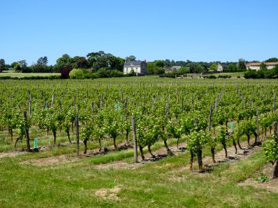 Des vignes 