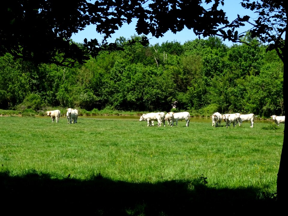 Vaches au pré, de race Charolaise 