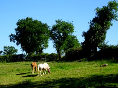 Chevaux au pré, Tiffauges, Vendée 