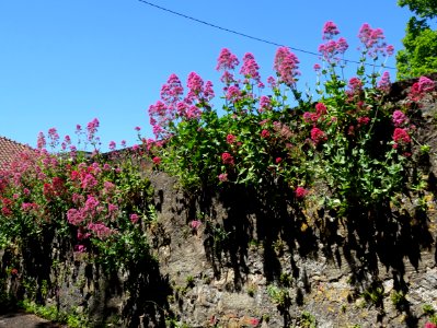 Sur un mur, des bouquets de Valériane officinale, Valerian… 