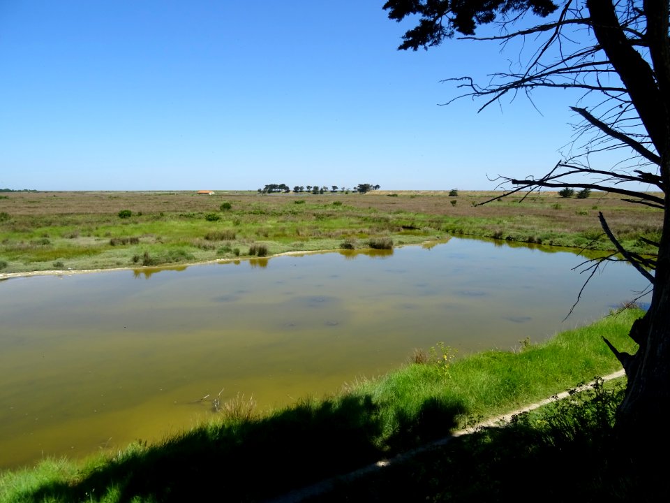 Polder de Sébastopol, île de Noirmoutier, Vendée 