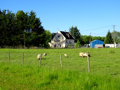 Des moutons 