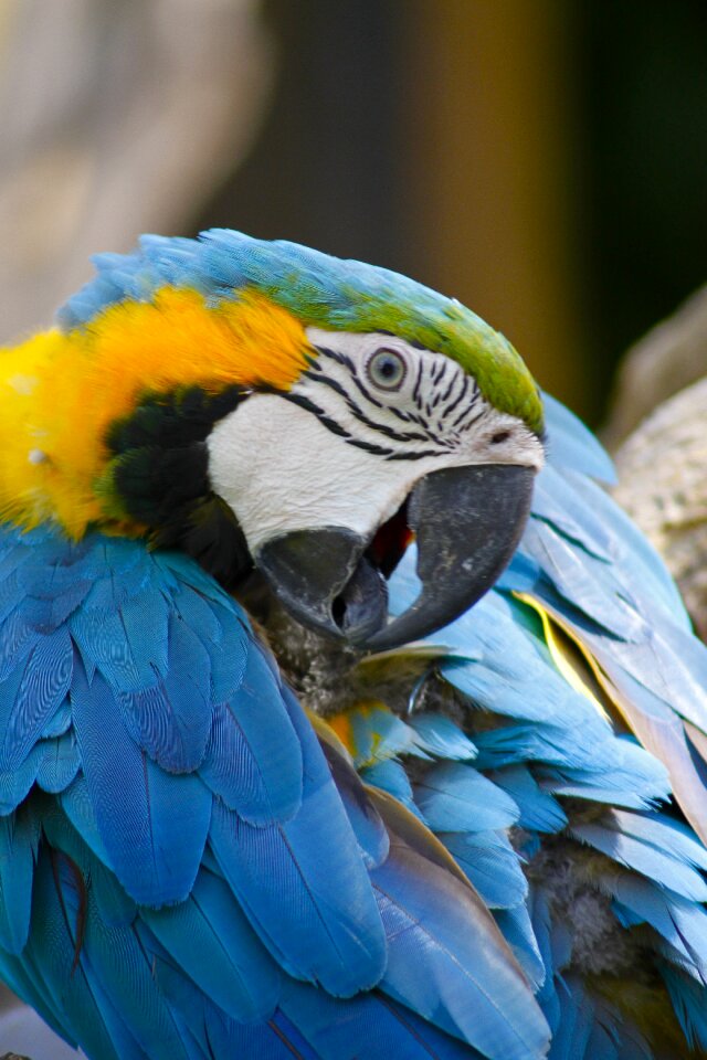 Nature tropical wildlife
