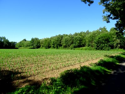 Encore un champ de maïs, qui va souffrir du manque d'eau s… 