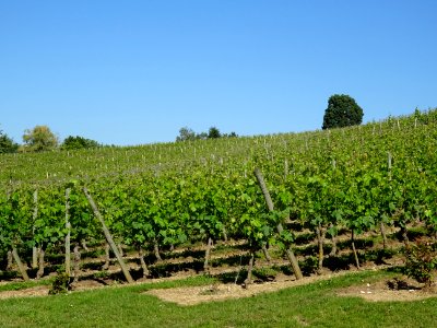 Vignes à Chinon, Indre-et-LOire 