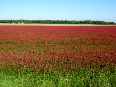 Une prairie de Trèfle incarnat, Trifolium incarnatum, Faba… 