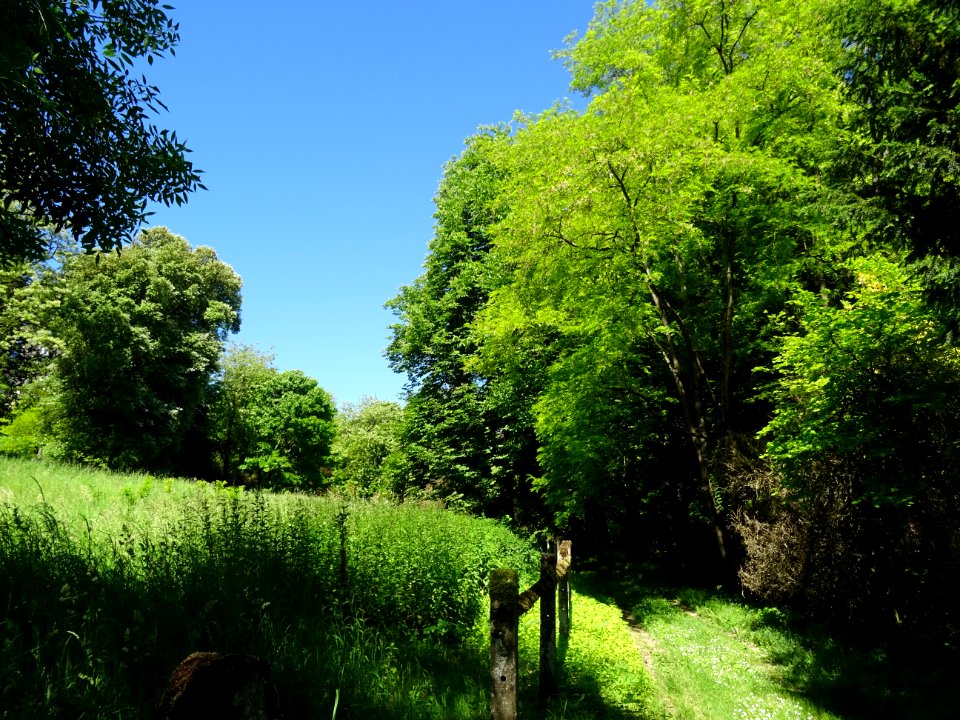 Explosion de lumière dans les herbes et le feuillage vert … 