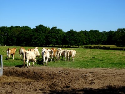 Les mêmes vaches trouillardes, dès la première photo prise… 