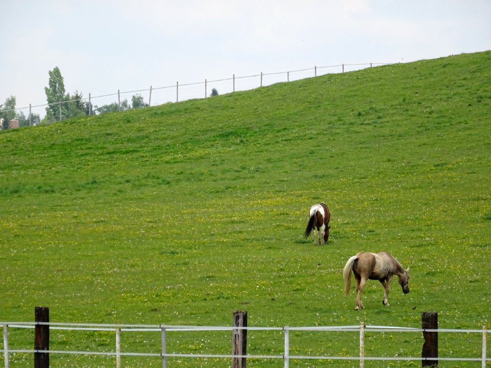 Chevaux au pré, vers Chavenay, Yvelines 