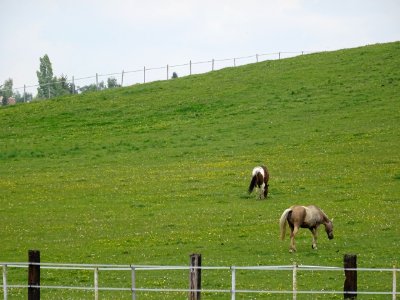 Chevaux au pré, vers Chavenay, Yvelines 