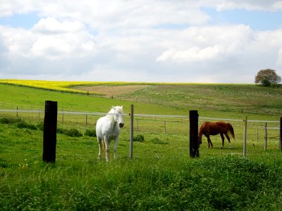 Chevaux au pré, vers Chavenay, Yvelines 