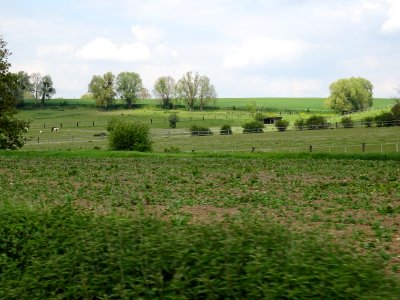 Chevaux au pré, vers Chavenay, Yvelines 