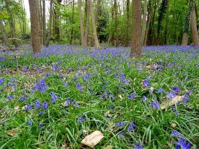 Parterre de Jacinthe des bois ou Jacinthe sauvage, Hyacint… 