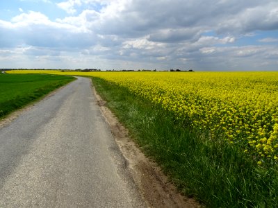 Champs de blé et de colza, avant St-Lubin-de-la-Haye, Eure… 