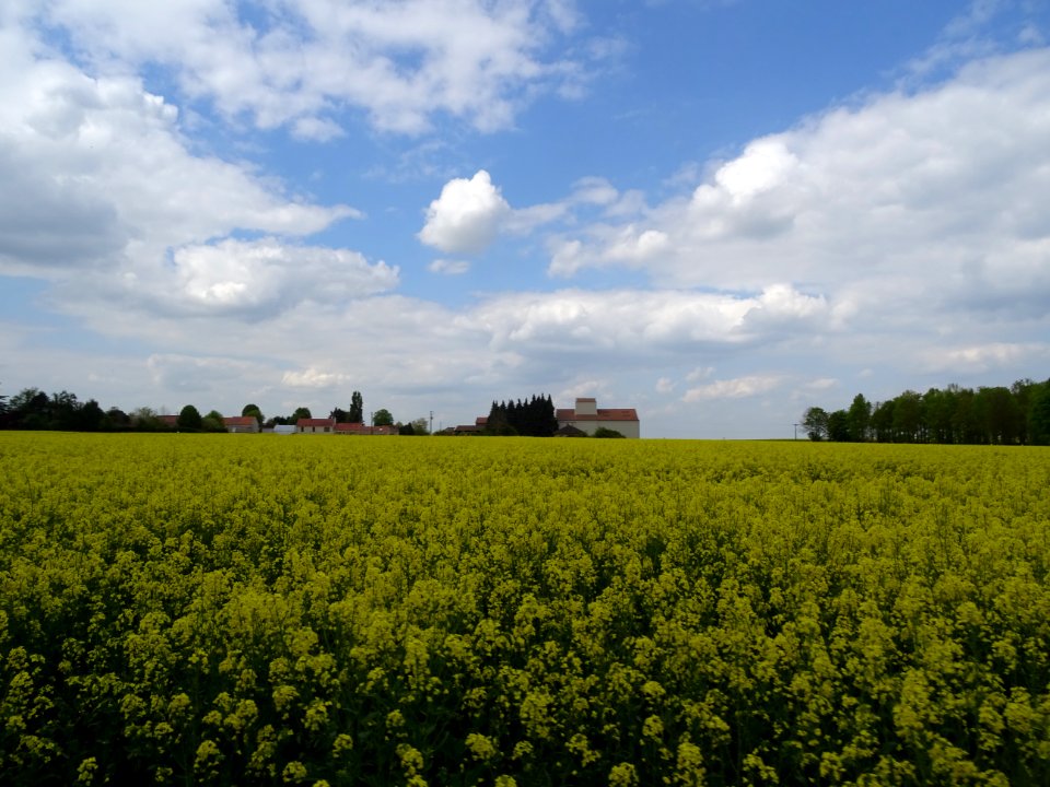Champ de colza entre Beynes et Marcq, Yvelines 