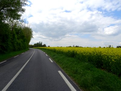 La petite D119 et les champs de colza entre Beynes et Marc… 