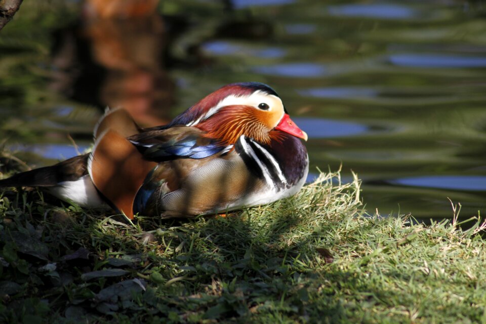 Nature tropical wildlife photo