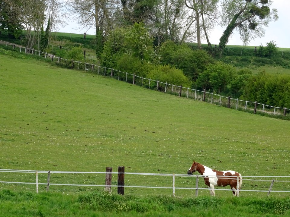 Cheval au pré, vers Chavenay, Yvelines 