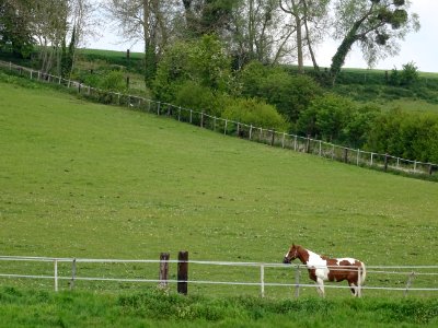Cheval au pré, vers Chavenay, Yvelines 