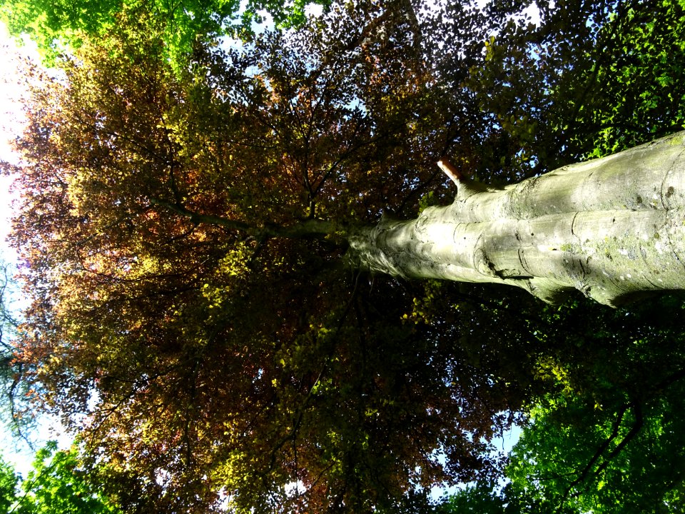 Un hêtre pourpre, dans le parc du château de Septmonts, Ai… 