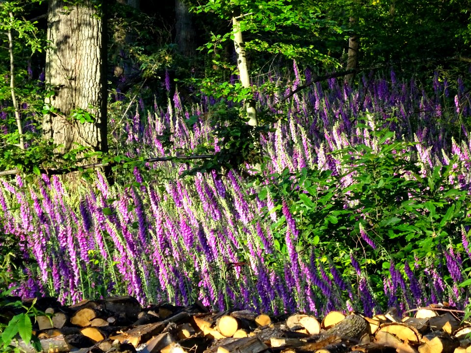 La Digitale pourpre ou Grande Digitale, Digitalis purpurea… 