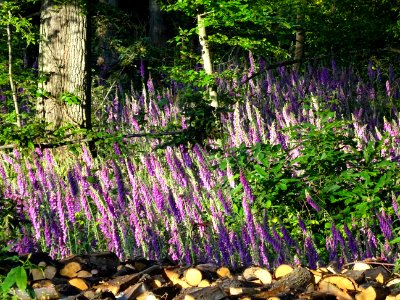 La Digitale pourpre ou Grande Digitale, Digitalis purpurea… 