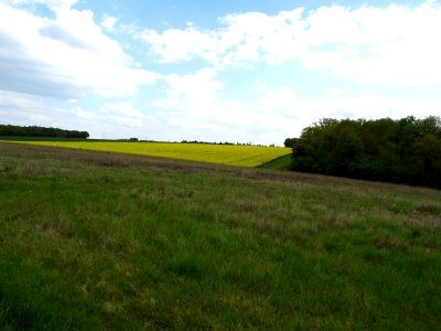 Colza et prairie entre Rouvres et la Haye, Eure-et-Loir 