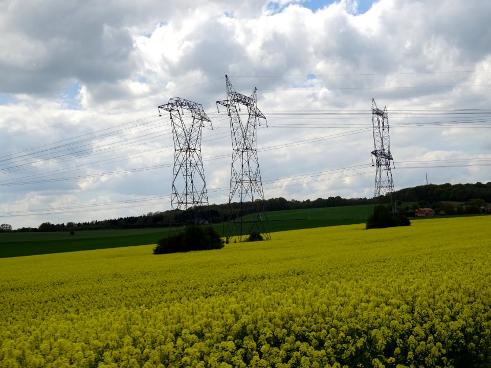 Champ de colza entre Beynes et Marcq, Yvelines 