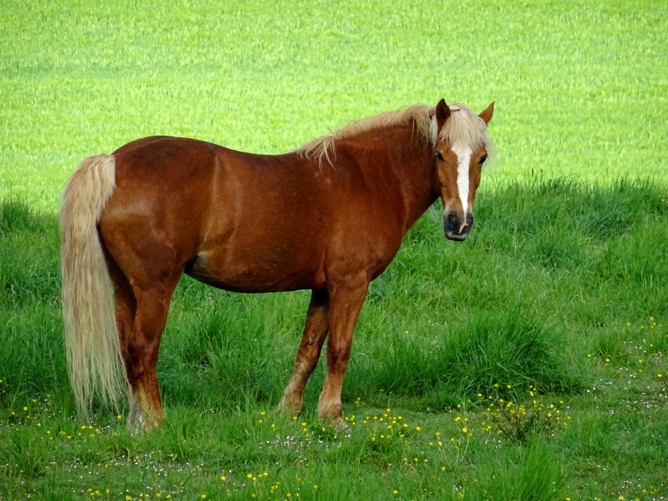 Cheval au pré, Bourneville, Oise 