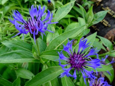 Bleuet des montagnes ou Centaurée des montagnes, Cyanus mo… 