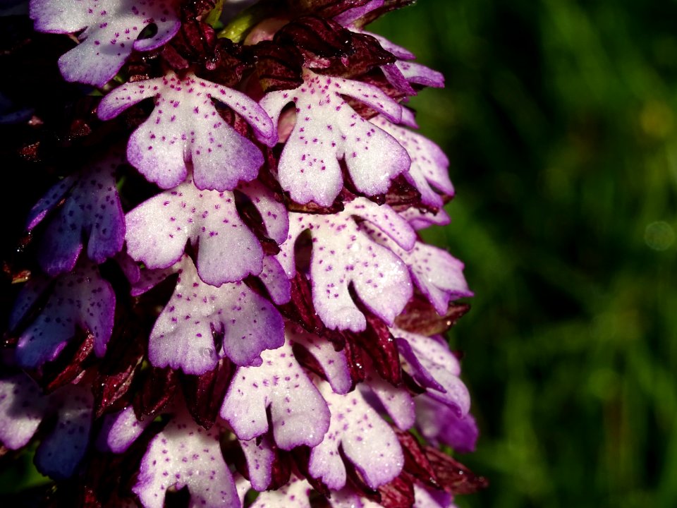 Détail des fleurs d'une Orchis pourpre, Orchis purpurea, O… 