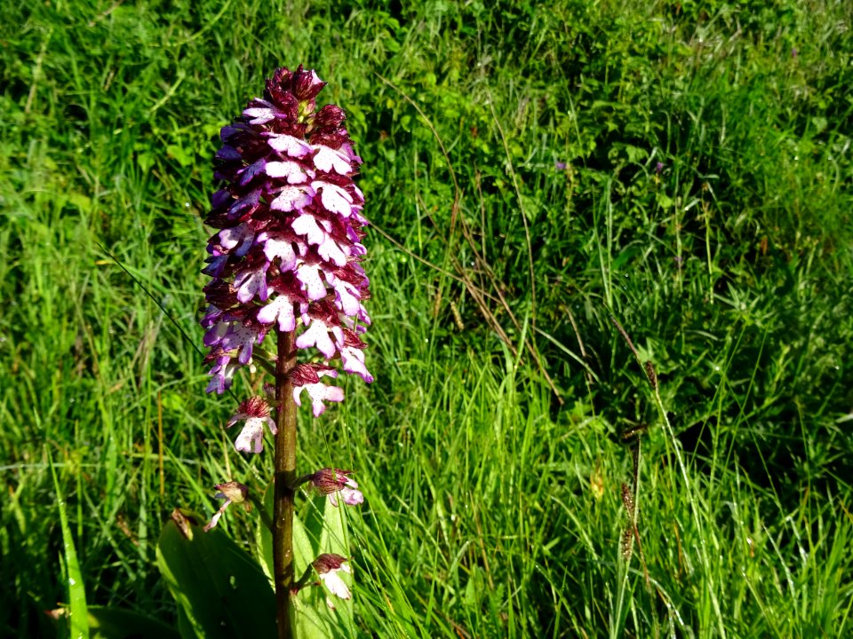 Orchis pourpre, Orchis purpurea, Orchidacées 