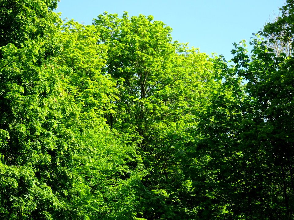 Arbres dans le parc du château de Septmonts, Aisne 