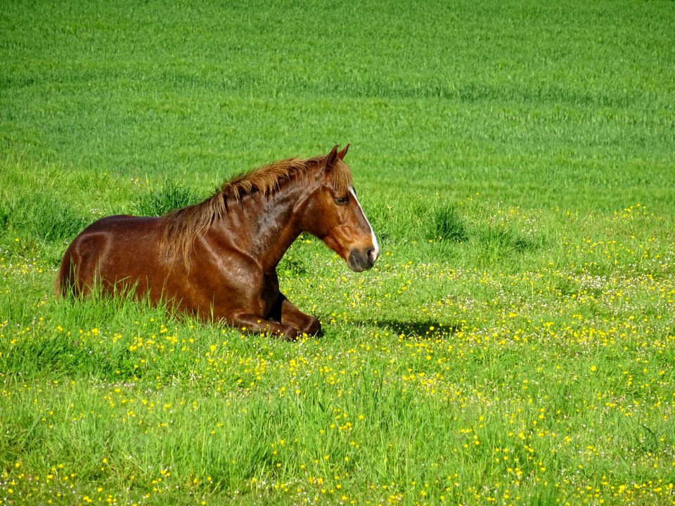 Cheval au pré, Bourneville, Oise 