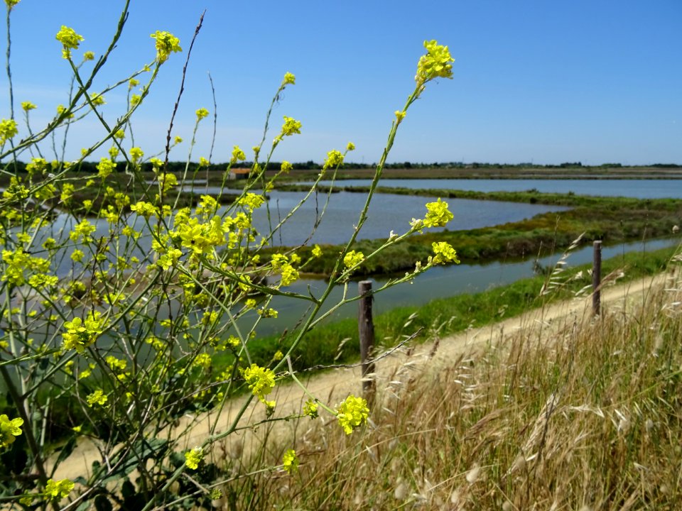 Rapistre rugueux, Rapistrum rugosum, Brassicacées 