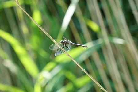 Dragonfly flight insect Free photos