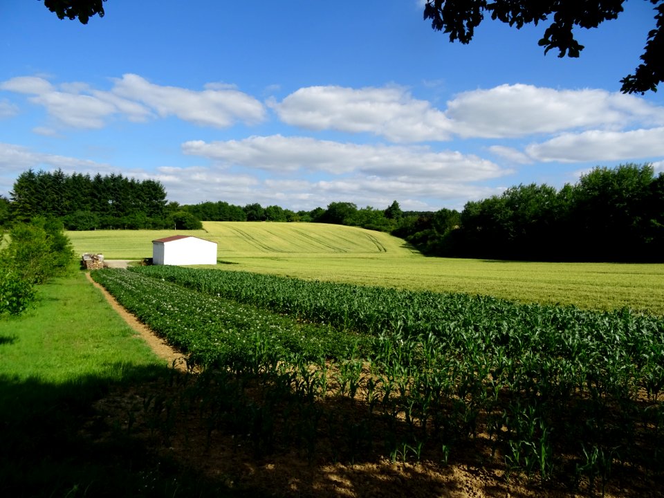 Champ de maïs et champ de blé, Donnemarie-Dontilly, Seine-… 