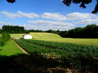 Champ de maïs et champ de blé, Donnemarie-Dontilly, Seine-… 