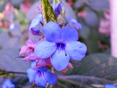 Violet blue flower garden photo