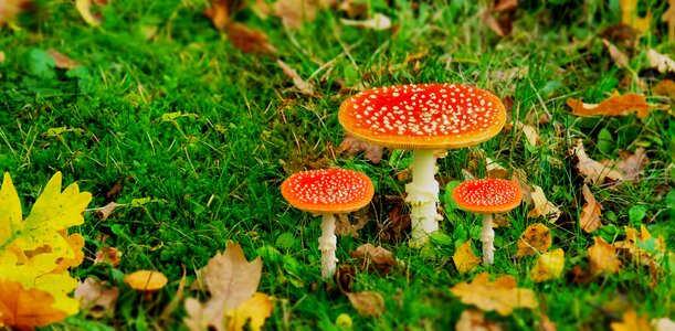 Mushroom picking leaves in the autumn