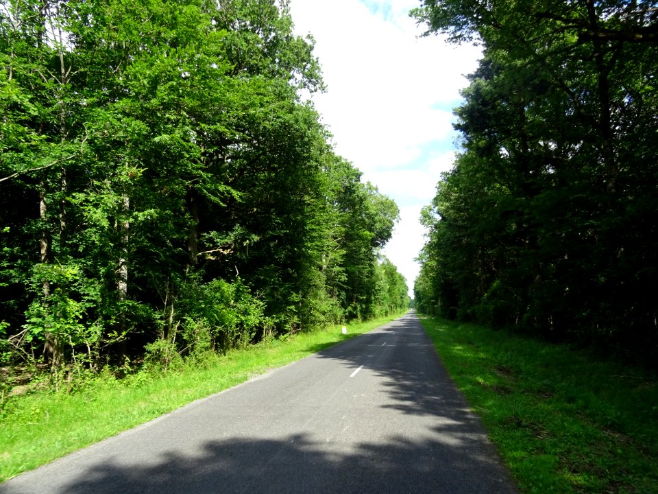 Forêt domaniale de Villefermoy, Seine-et-Marne 