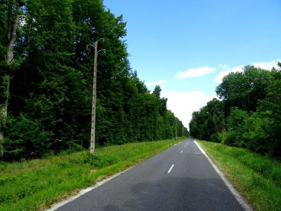 Forêt domaniale de Villefermoy, Seine-et-Marne 