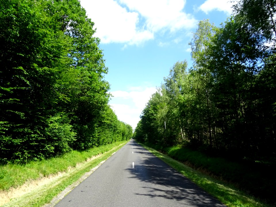 Forêt domaniale de Villefermoy, Seine-et-Marne 