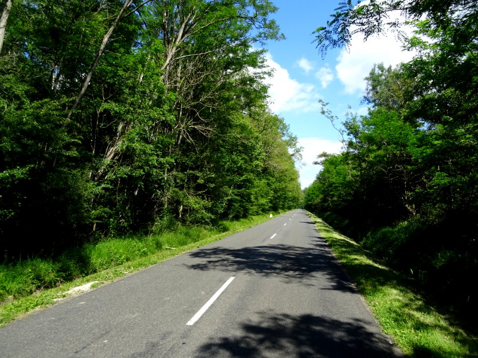 Forêt domaniale de Villefermoy, Seine-et-Marne 