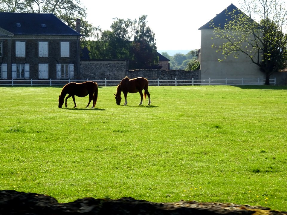 Chevaux au pré, May-en-Multien, Seine-et-Marne 